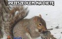 Wiewiórki jedzą nie tylko orzechy