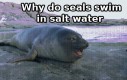 Dlaczego foka pływa w słonej wodzie?