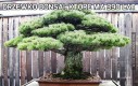 Drzewko bonsai, które ma 390 lat