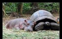 Osierocony hipopotam znalazł sobie przyjaciela