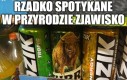 Jest żubr, to i mordka się cieszy!