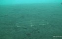 Ocean skrywa dziwne istoty