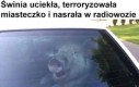 Świnka gangster