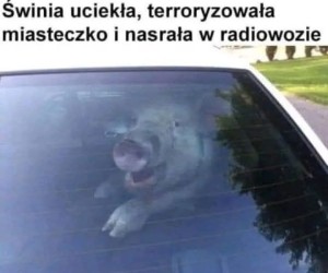 Świnka gangster