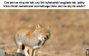 Ale dziwnie wygląda