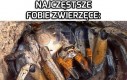 Fobie zwierzęce