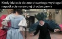 Pawie fajne ptaki, ale lepiej ich nie denerwować