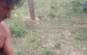 Kapibara lubi yerbę