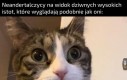 Ej Heniek, oni jakoś dziwnie wyglądają
