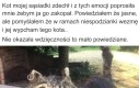 Taksydermia w zaciszu domowym