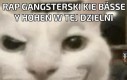 Tak właśnie brzmi zjazd psiarni