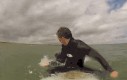 Znajoma foczka wpada na surfing