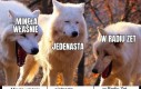 Ktoś jeszcze w ogóle słucha radia?
