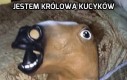 Jestem królową kucyków