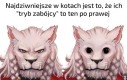 Ostatnie co widzisz przed śmiercią