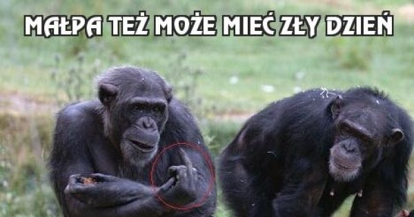 Małpa też może mieć zły dzień - Jeja.pl