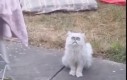 Dziwny kotek - wersja z dźwiękiem