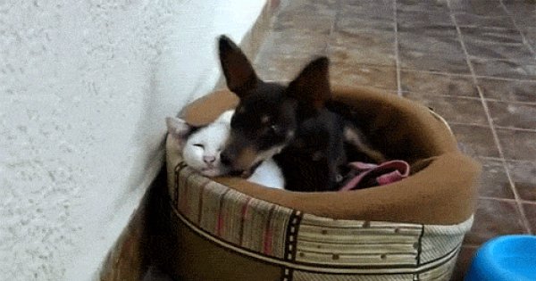 Гифки собака и кошка