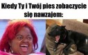 Pies vs kot