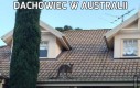 Dachowiec w Australii