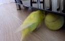 Papużka ze swoją ulubioną piłką