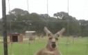 Napakowany rapujący kangur