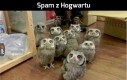 Sowi spam