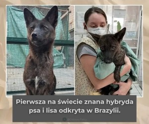 Lisowilk