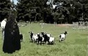 Vader kontra kozy