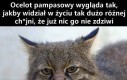 Majestatyczne zwierzę