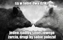 Dzielą się mocą po równo