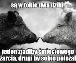 Dzielą się mocą po równo