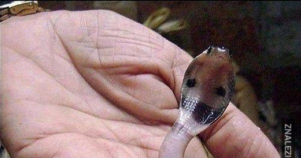 Amazing Giant Python Snake Breed Mating And Laying Its Eggs Anaconda snake, Snak