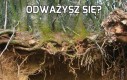 Odważysz się?