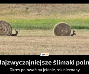 Majestatyczne