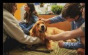 Dzień dobry jejaki! Dzisiaj mamy: Dzień Dogoterapii