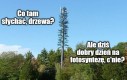 Kawał rośliny