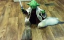 Mistrz Yoda młode fretki trenuje