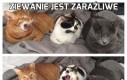 Ziewanie jest zaraźliwe