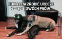 Chciałem zrobić urocze zdjęcie dwóch psów