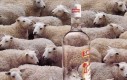 Smirnoff  - owce
