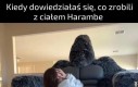 Człowiek patrz, zamieniłem się w kanapę, jestem kanapowy Harambe