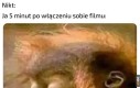 Mam attention span złotej rybki