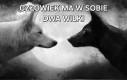 Wilki