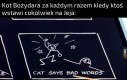 Twardy kocur, jego nie zgryziesz