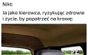 Majestatyvzne zwierzę
