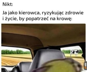 Majestatyvzne zwierzę