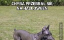 Chyba przebrał się na Halloween