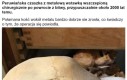 Całkiem imponujące