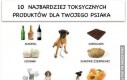 Dziesięć najbardziej toksycznych produktów dla Twojego psiaka